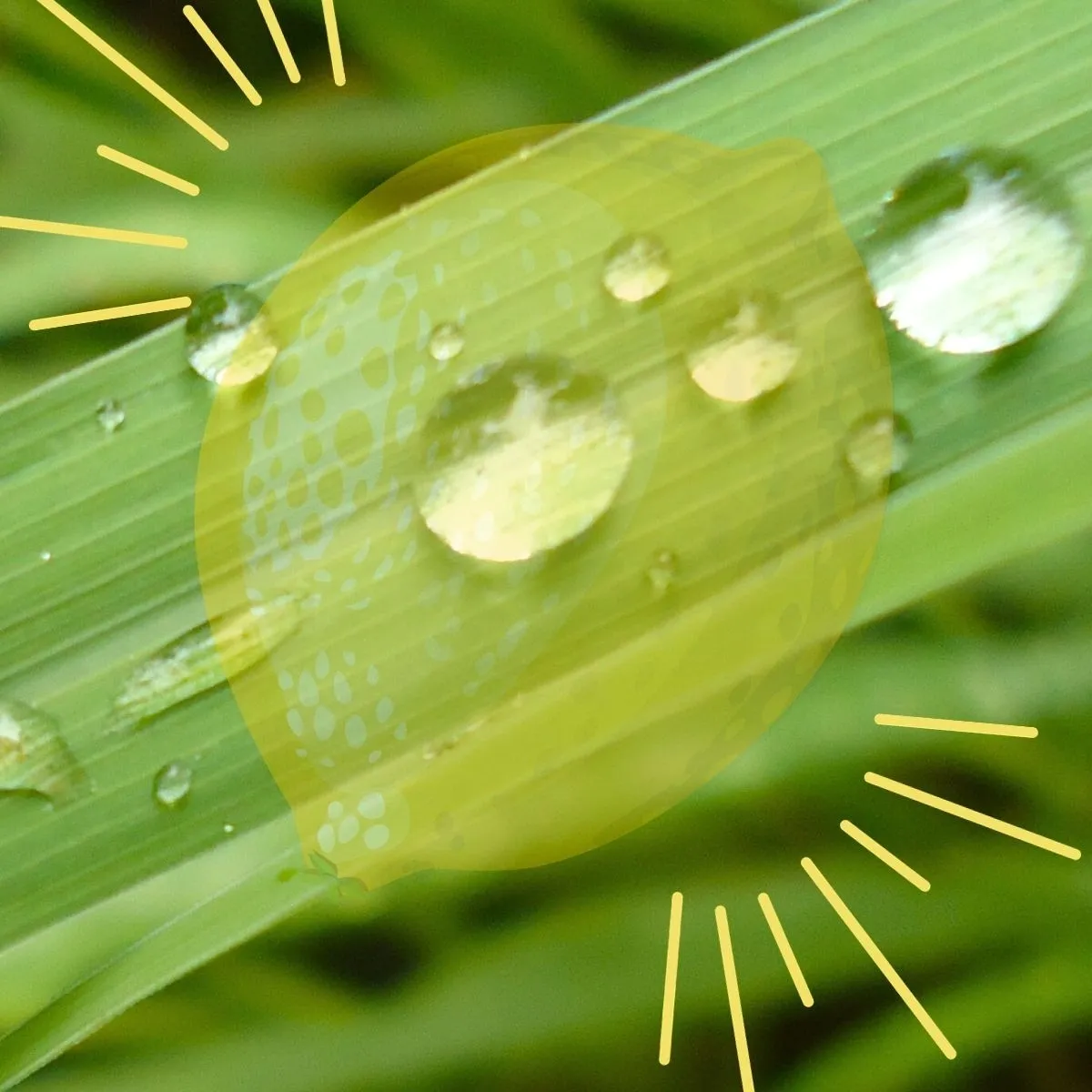 Lemons in a Grass