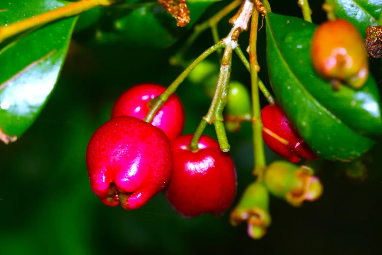 A Cherry with Benefits