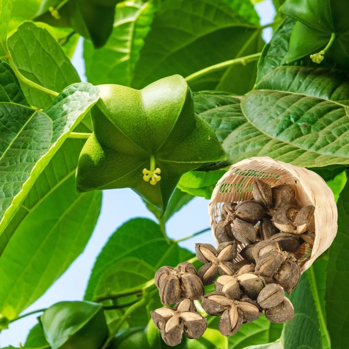 A New Nut is Coming to Town (finally)!