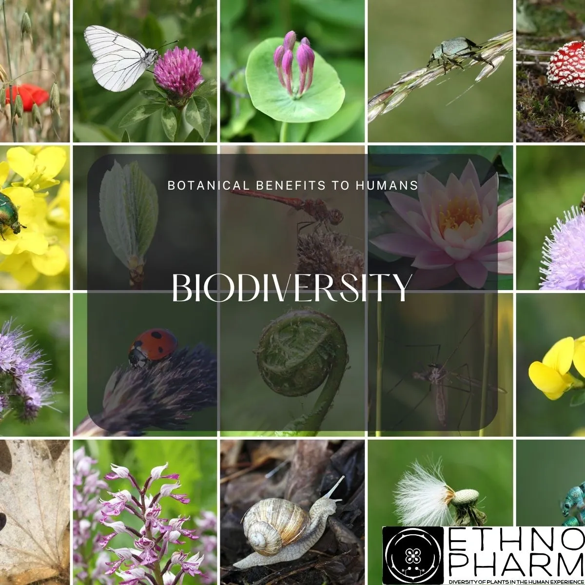 A Resolution for Biodiversity