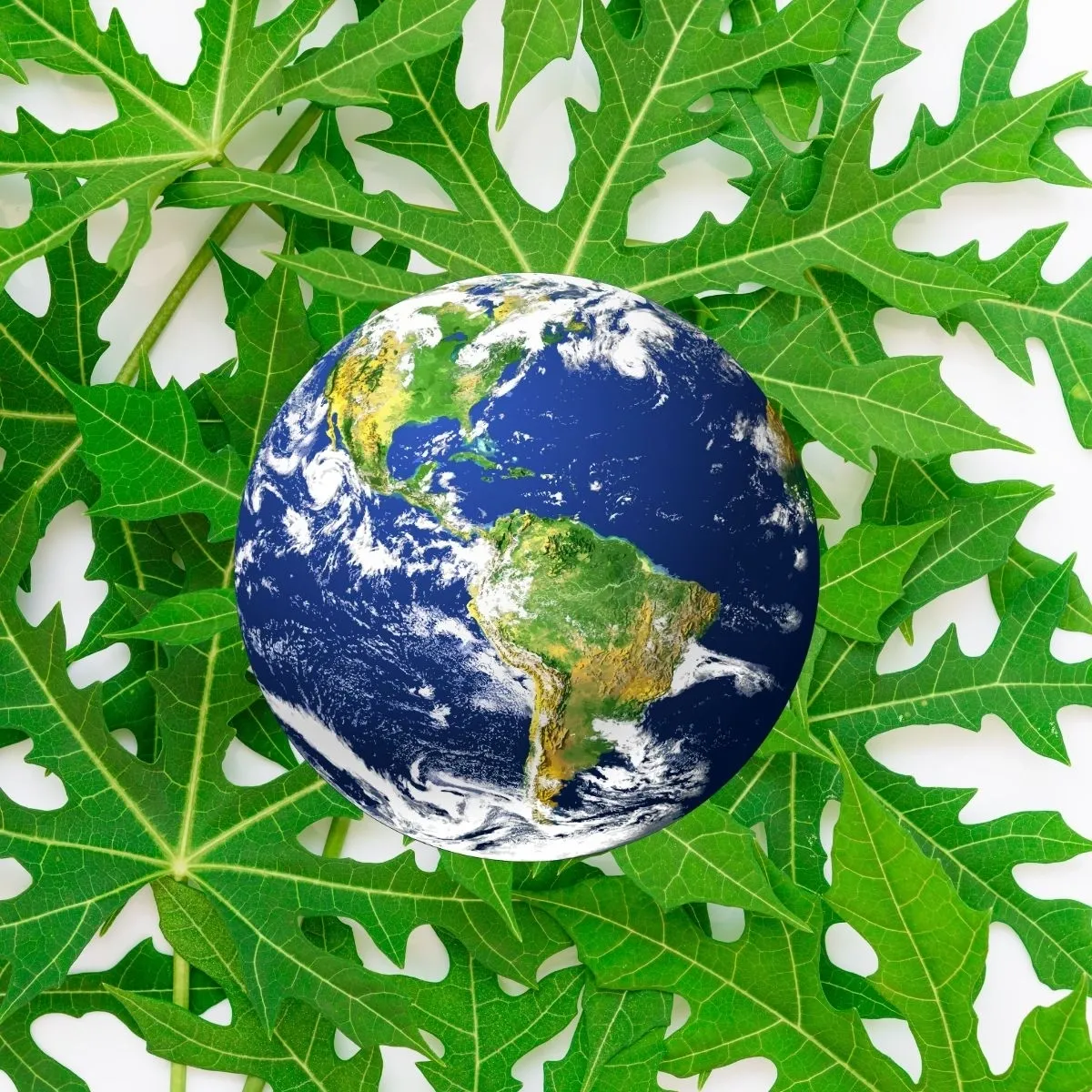A Vegetable to Feed the World?