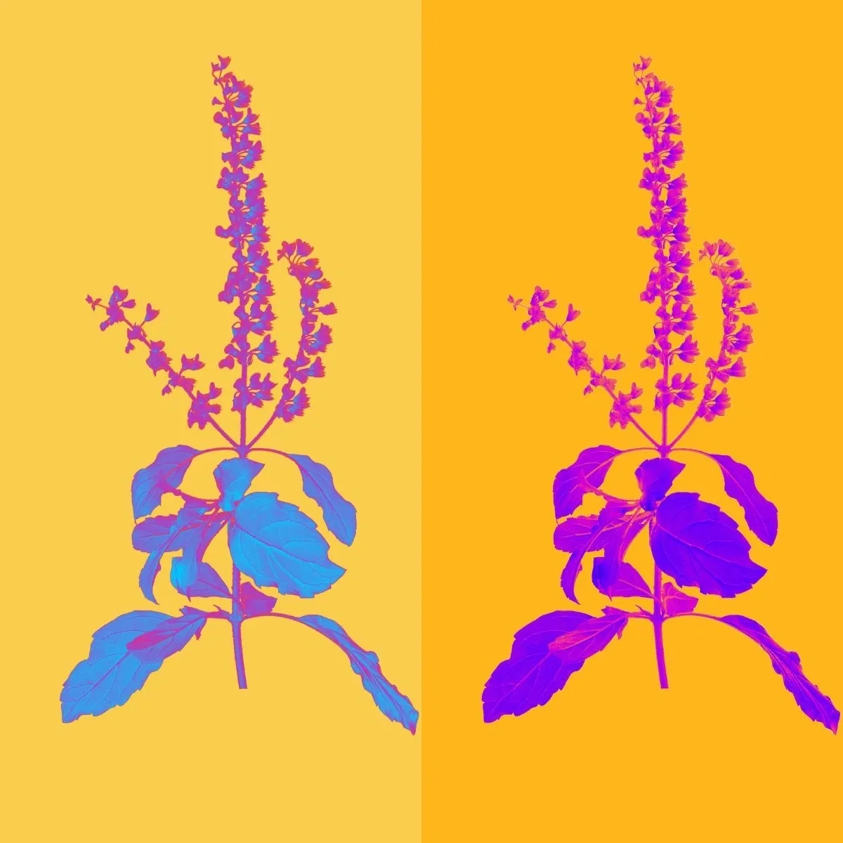 Adaptogens vs. Rasayanas