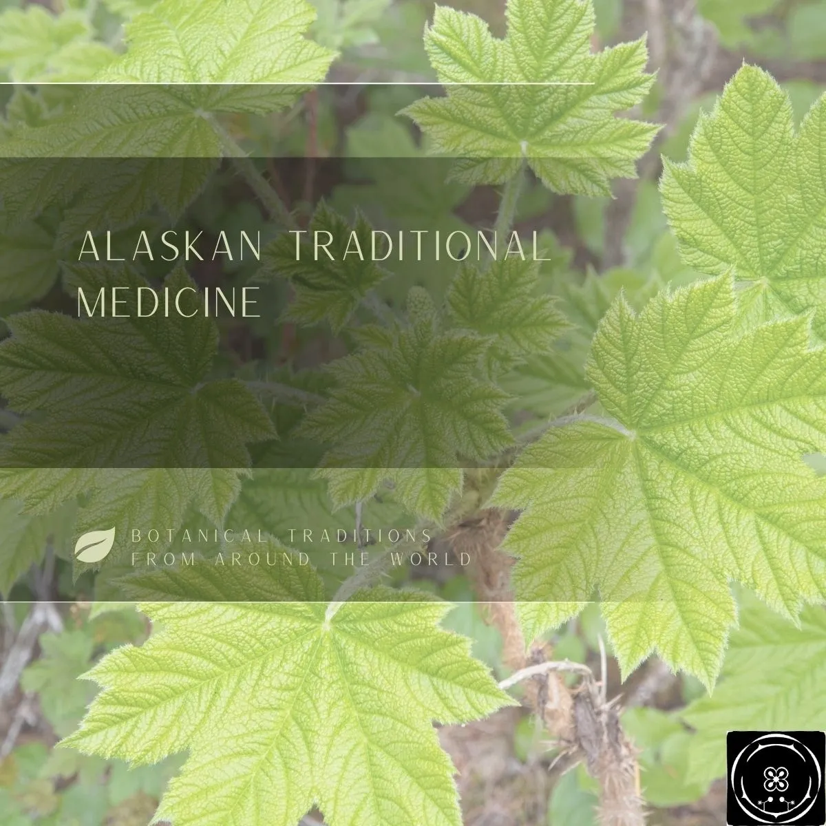 Alaskan Traditional Medicine
