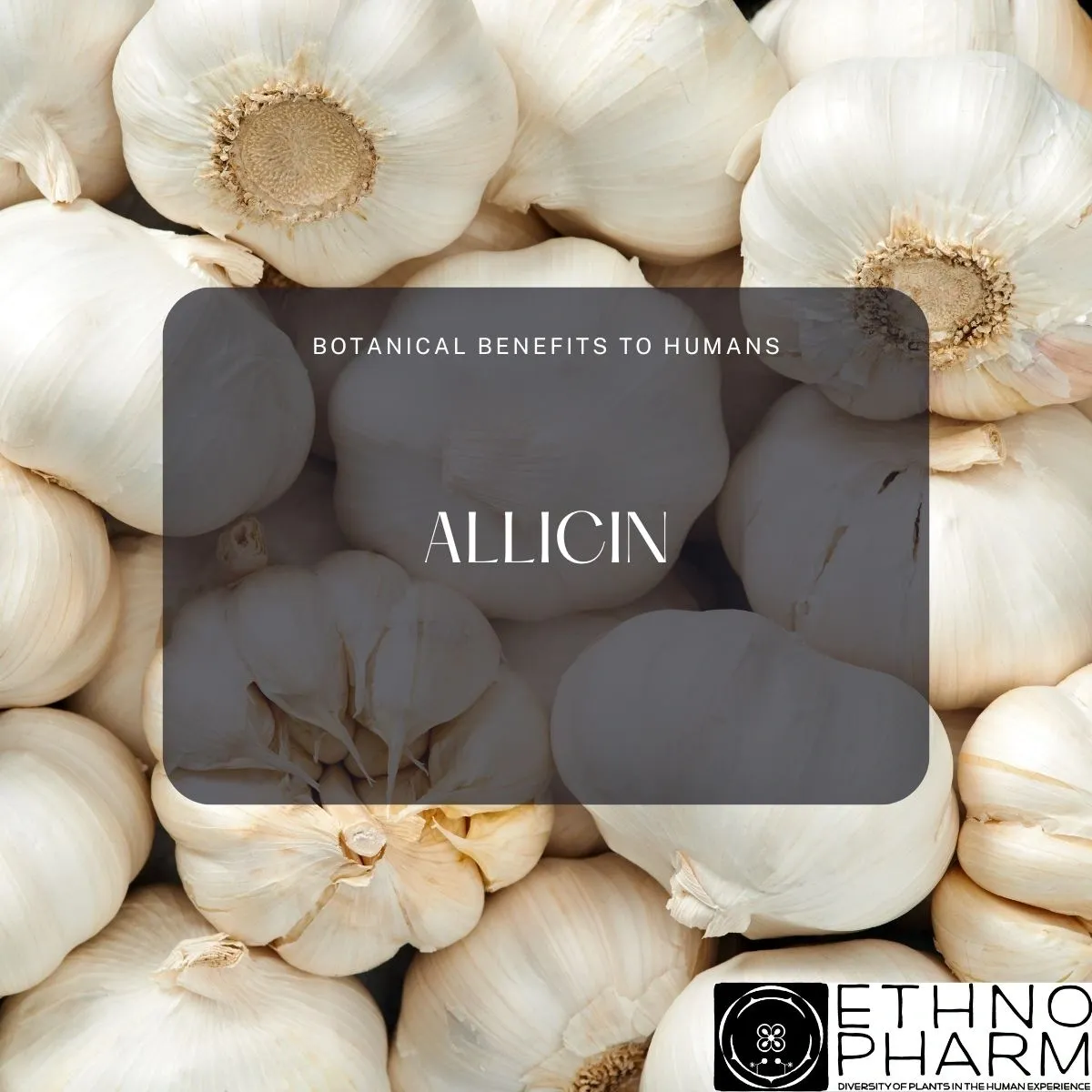 Allicin-Important Bioactive from Plants!