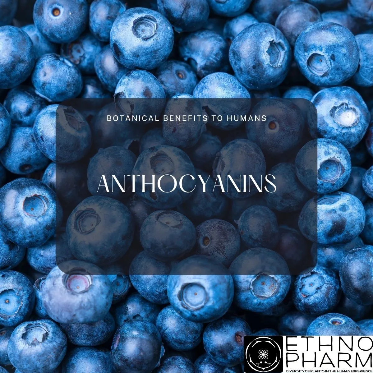 Anthocyanins