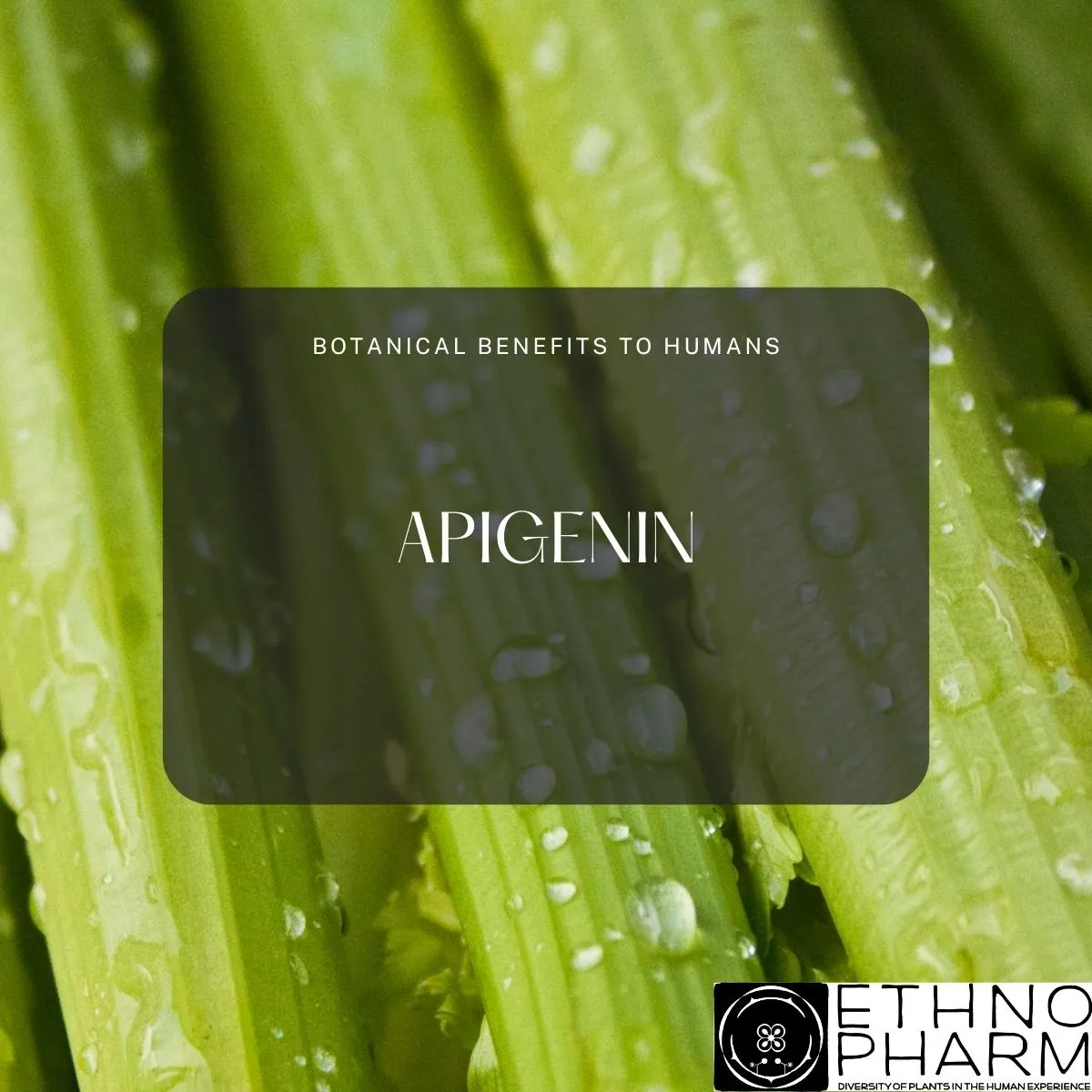 Apigenin- Important Bioactive from Plants!