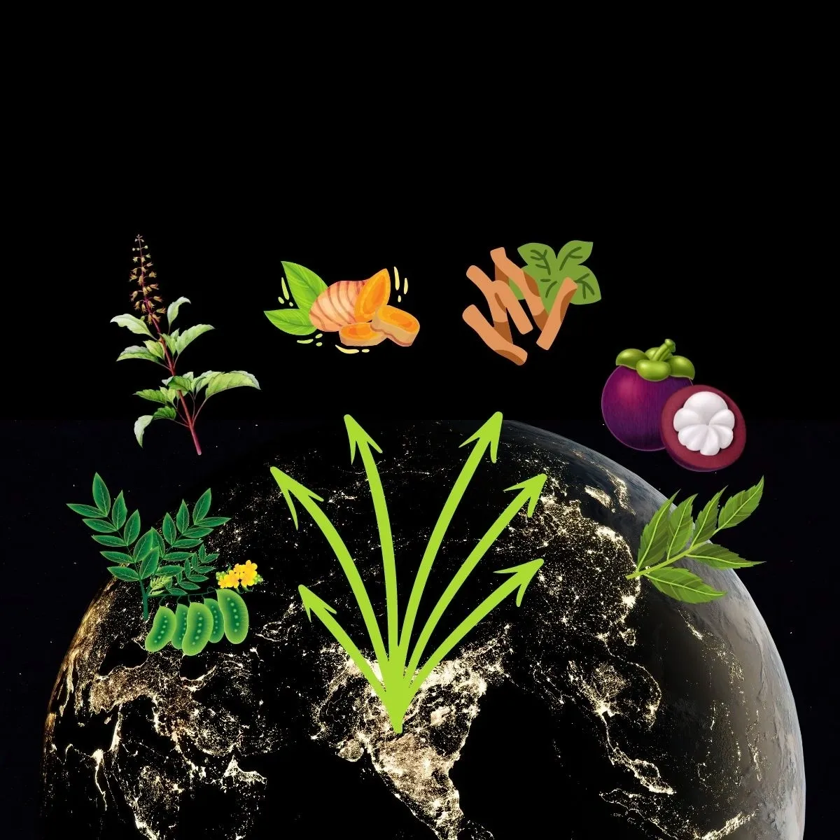 Ayurveda & The Global Market for Medicinal Plants