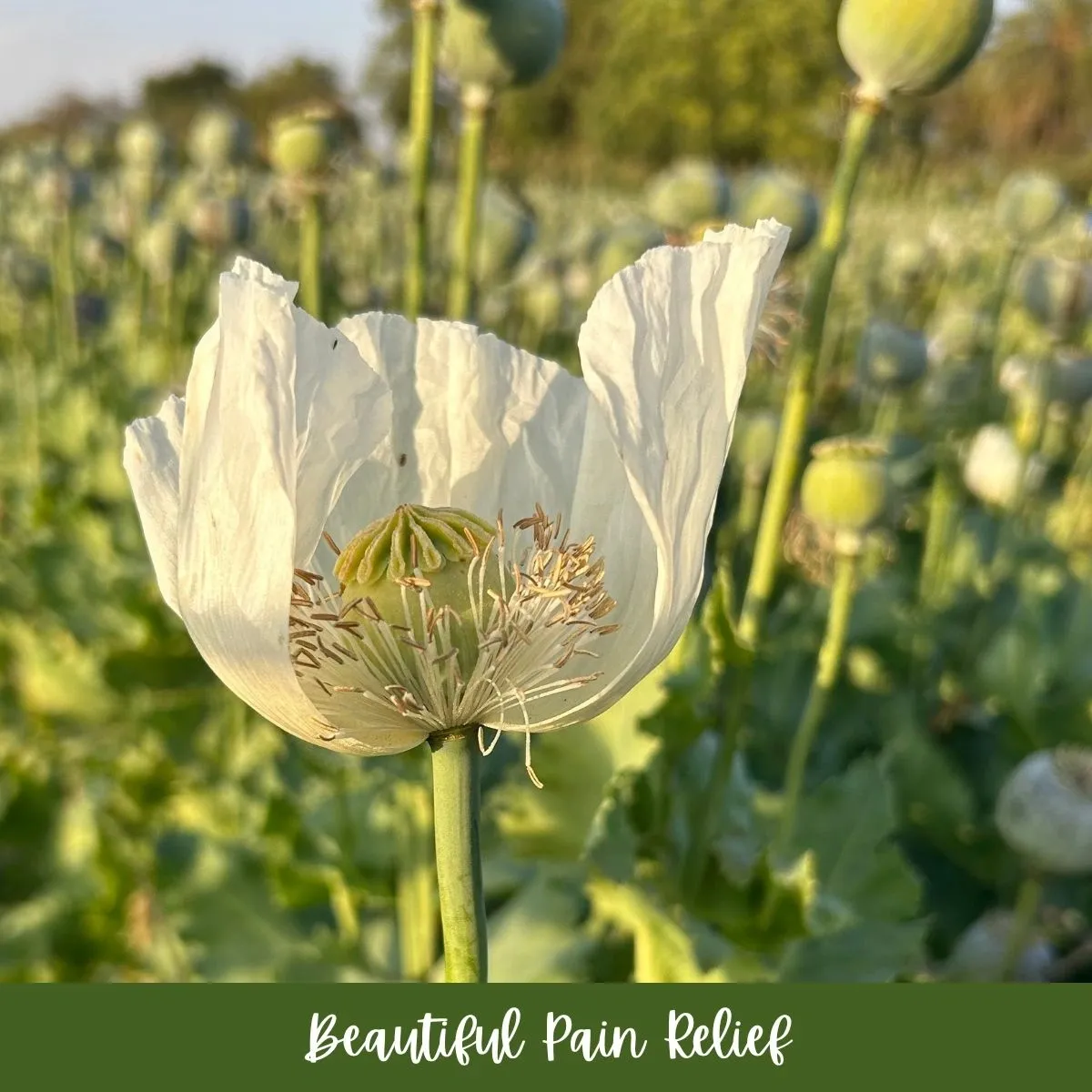Beautiful Pain Relief