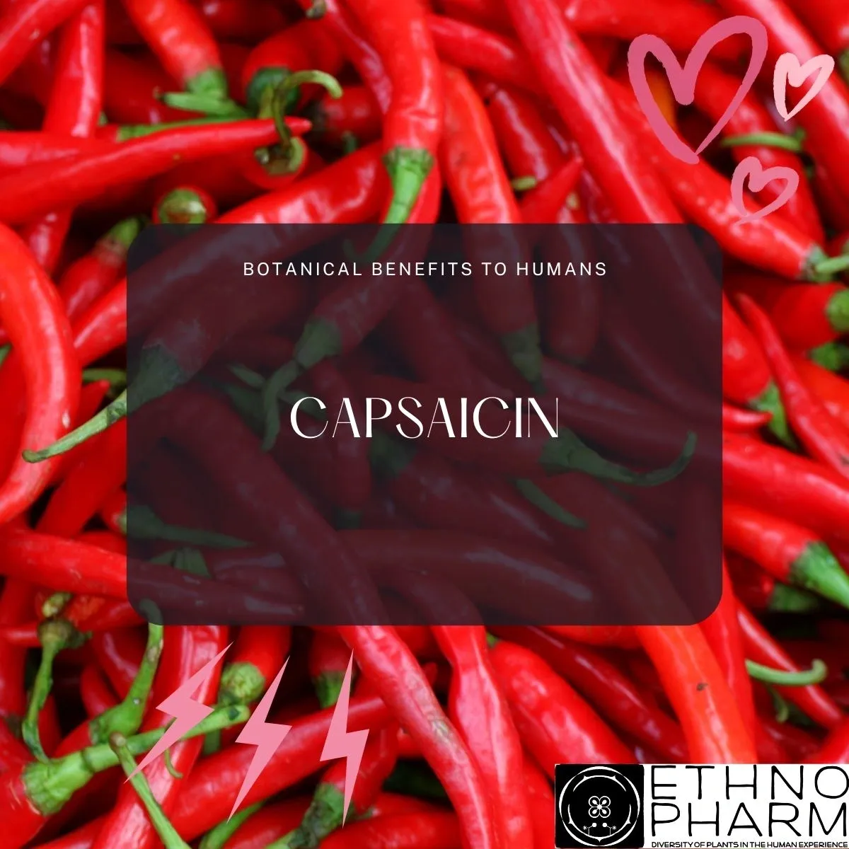 Capsaicin-Important Bioactive From Plants!
