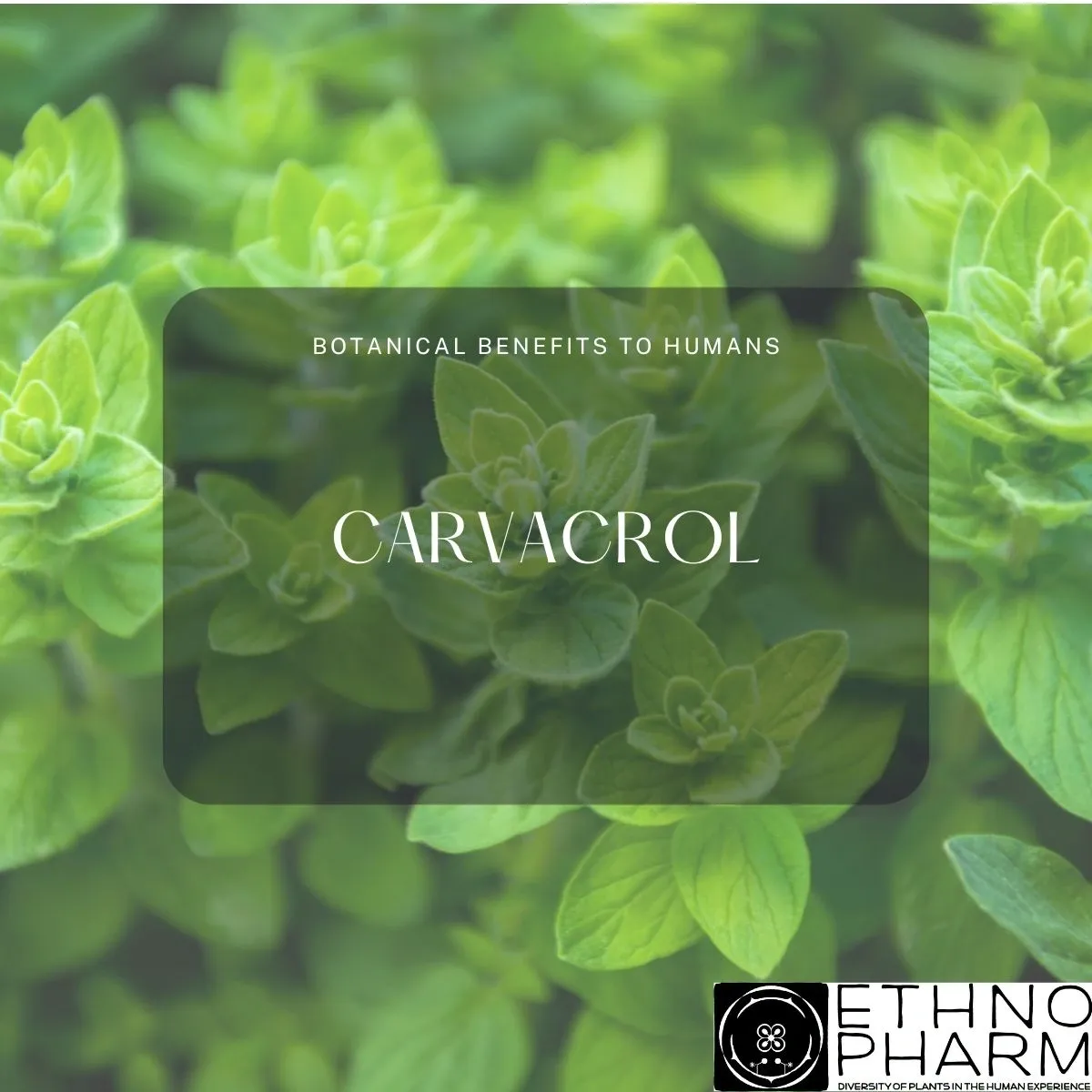 Carvacrol