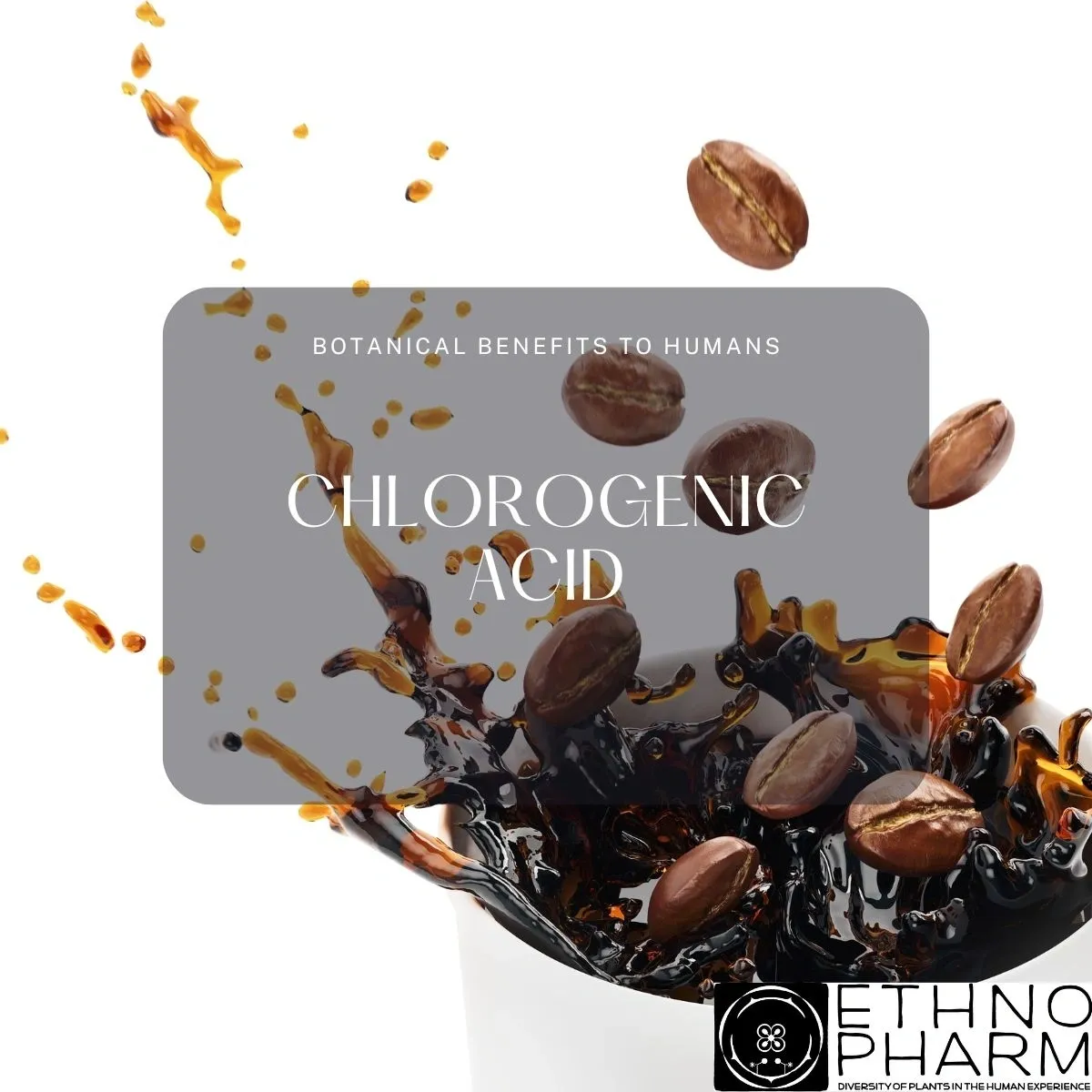 Chlorogenic Acid- Important Bioactive From Plants!