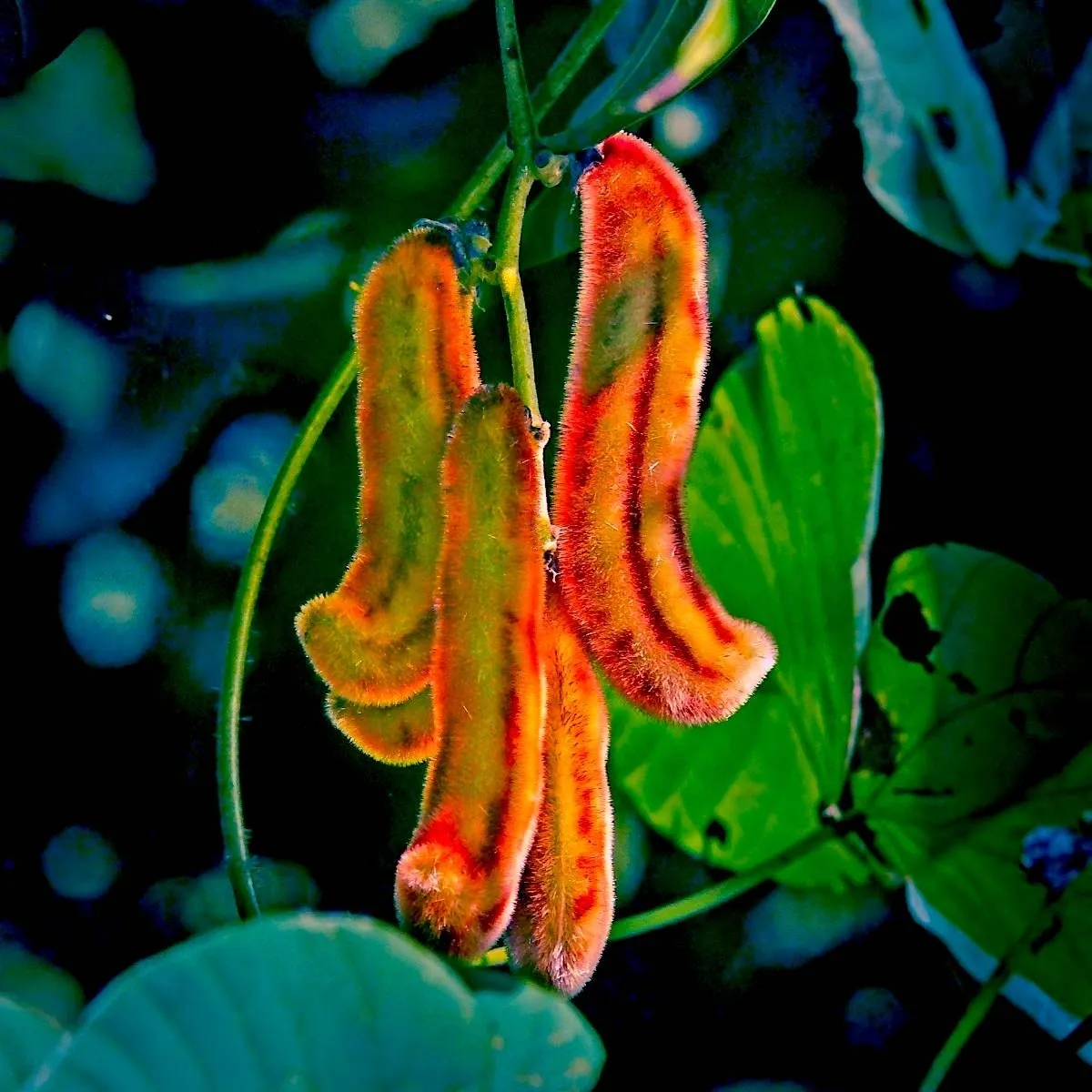 Dopamine Beans!