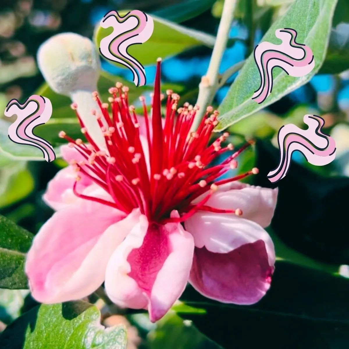 Edible Perfume