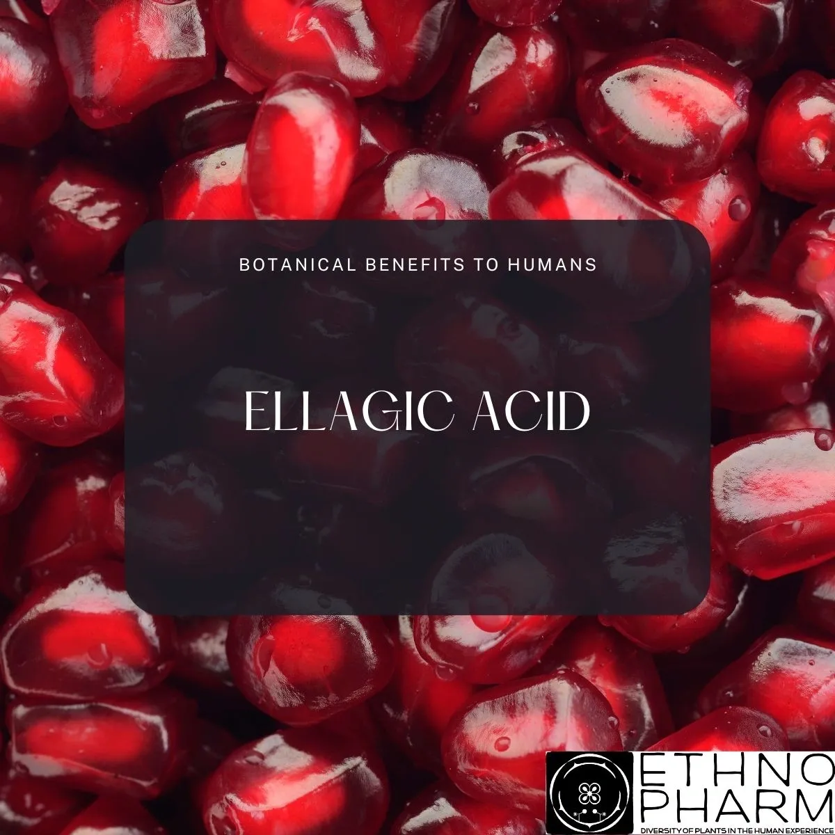 Ellagic Acid- Important Bioactive From Plants!