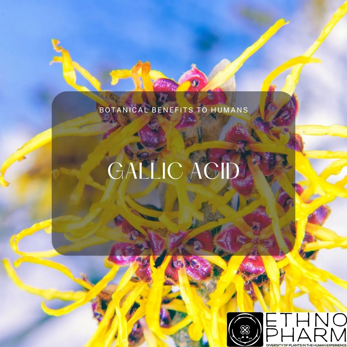 Gallic Acid-Important Bioactive From Plants!
