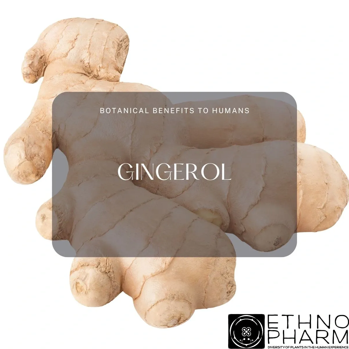 Gingerol- Important Bioactive From Plants!