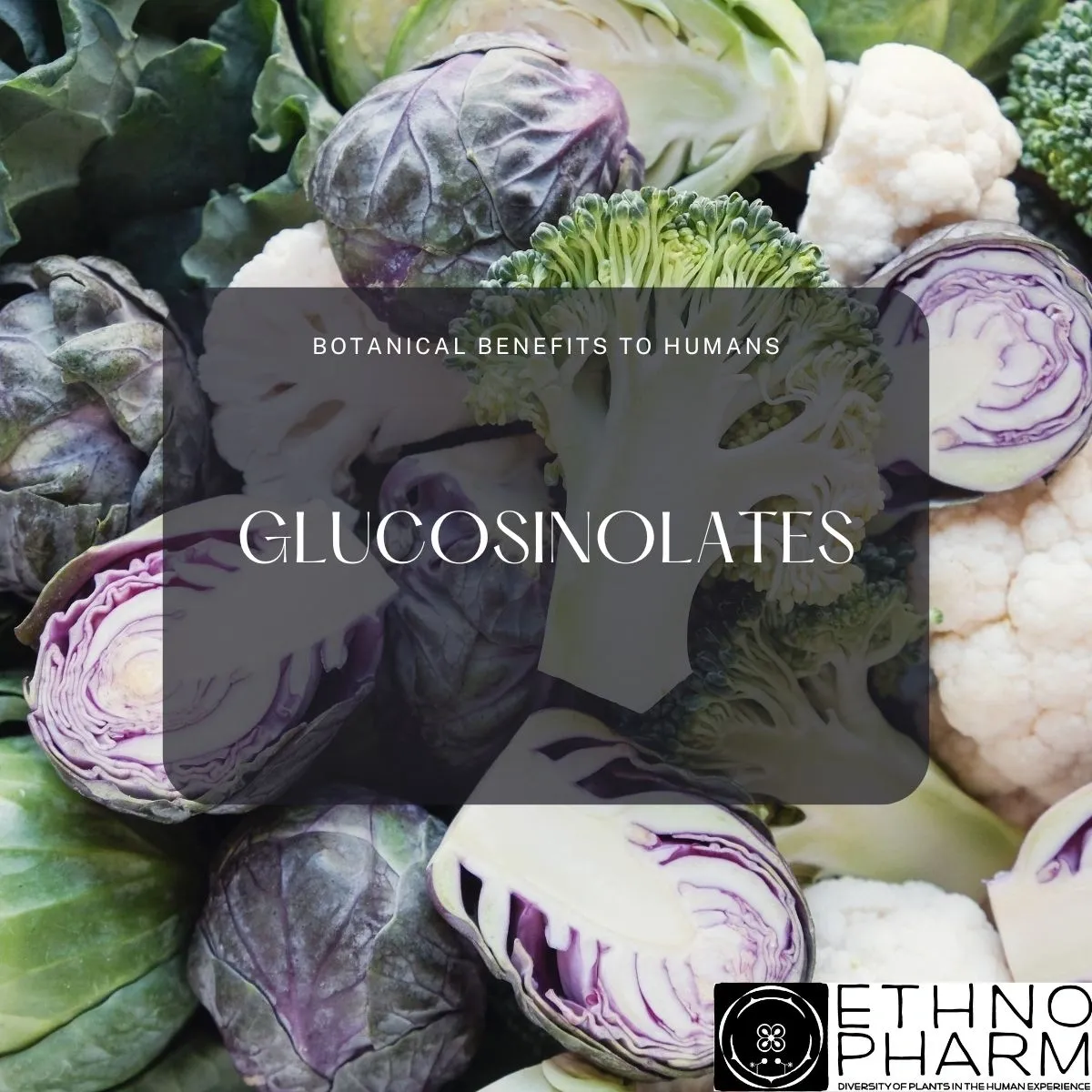 Glucosinolates-Important Bioactives from Plants!