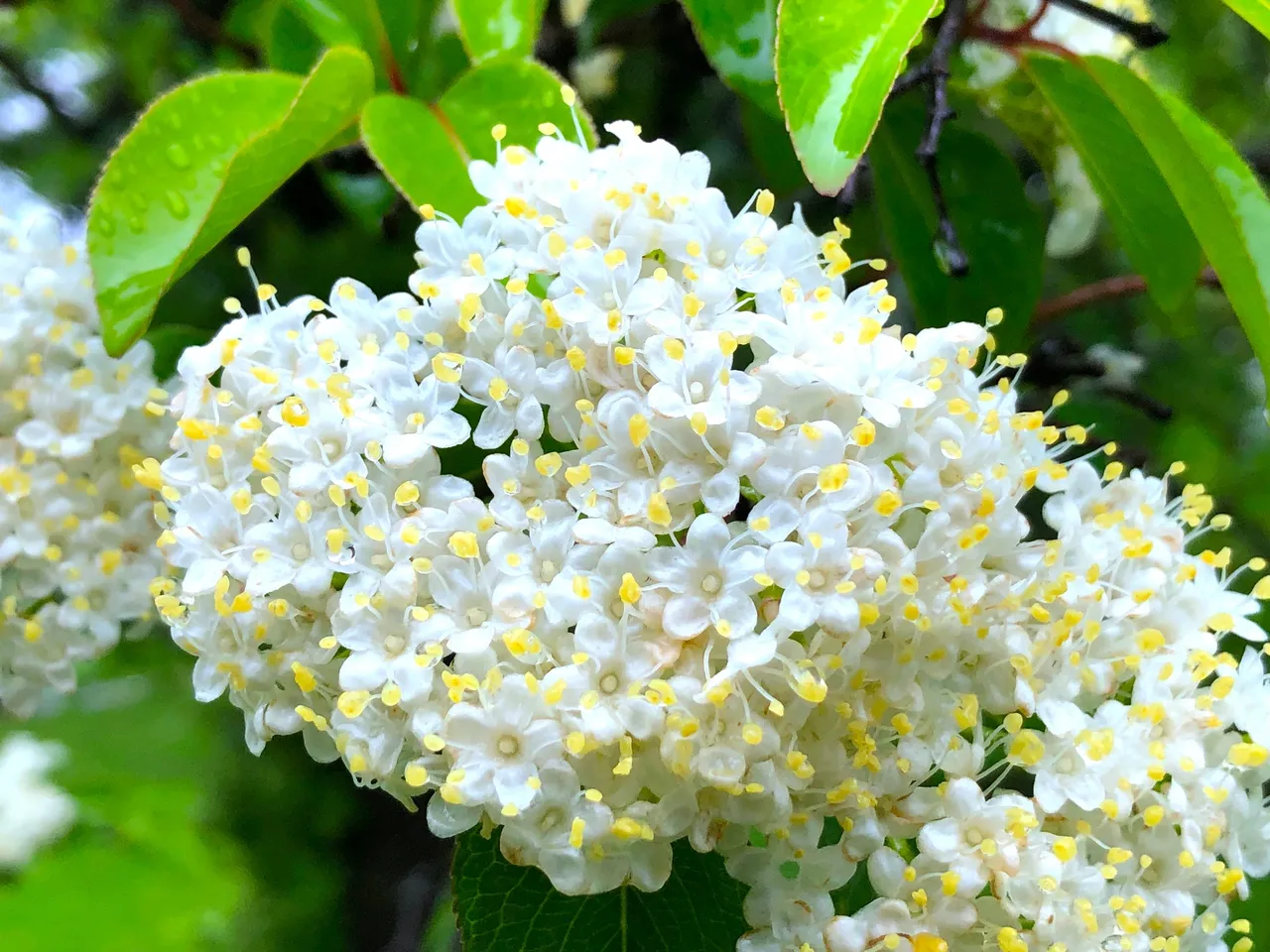 Herbal Enslavement and Liberation Aid