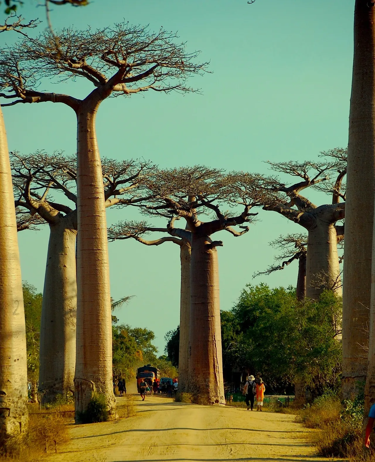 Iconic African Superfood