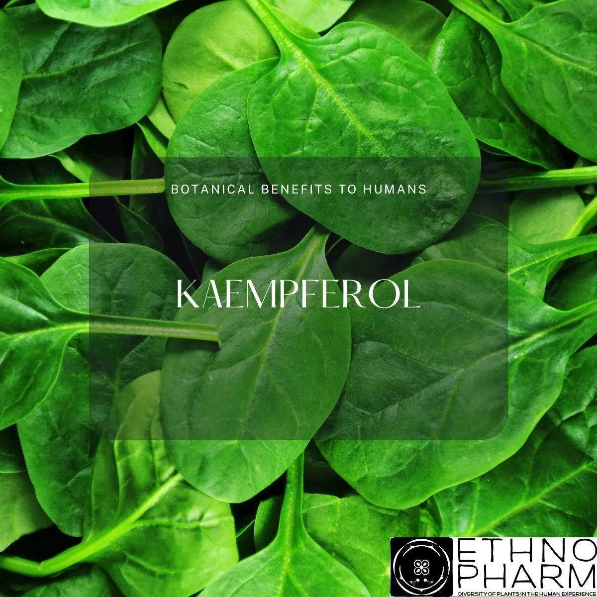 Kaempferol-Important Bioactive From Plants!