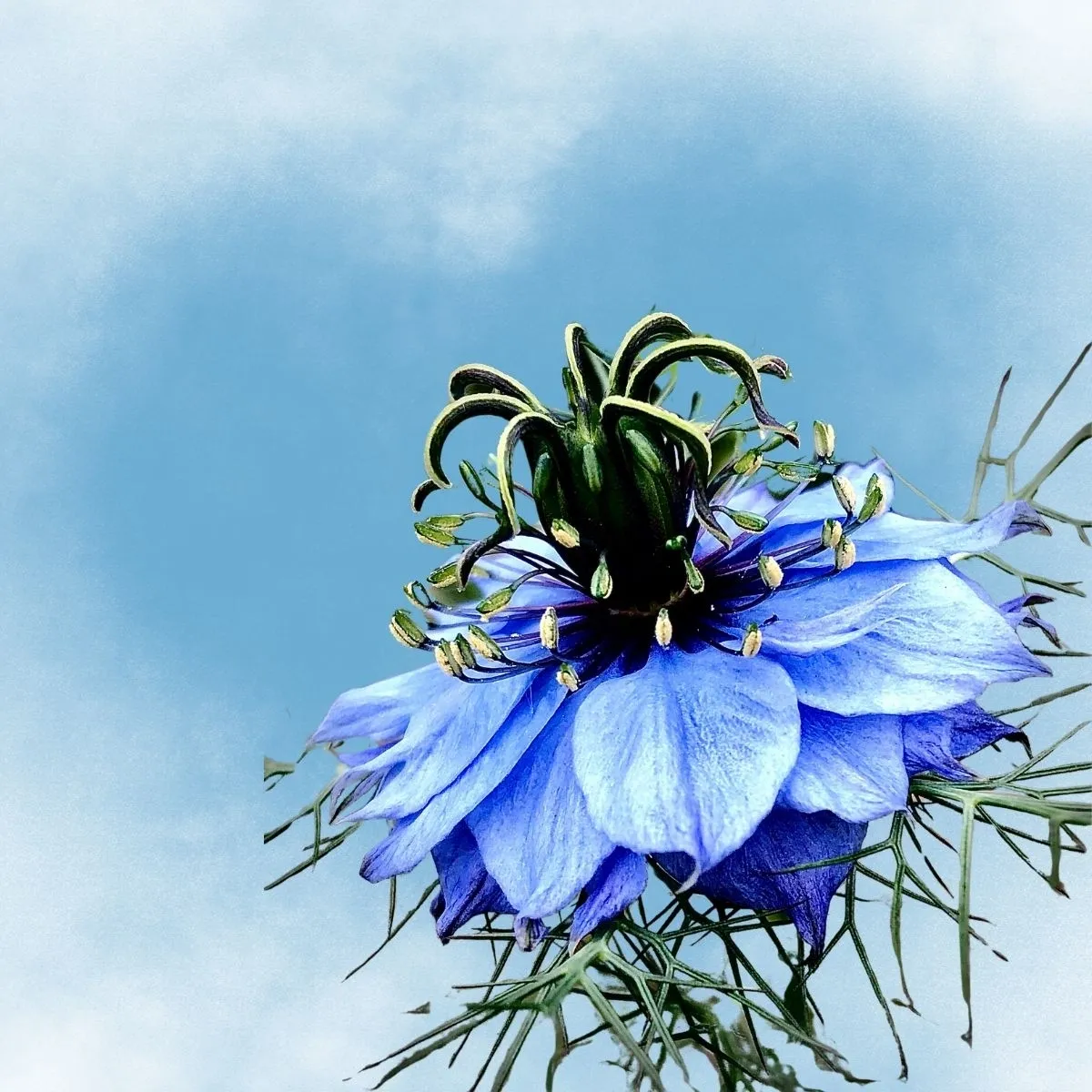 Love-in-a-Mist