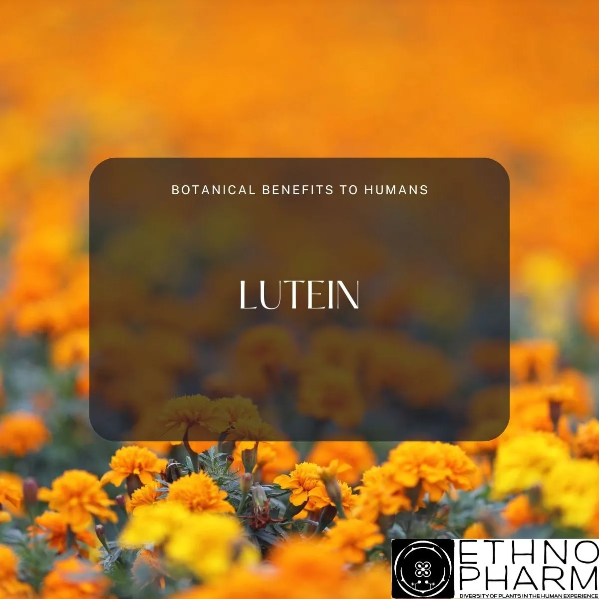 Lutein-Important Bioactive From Plants!