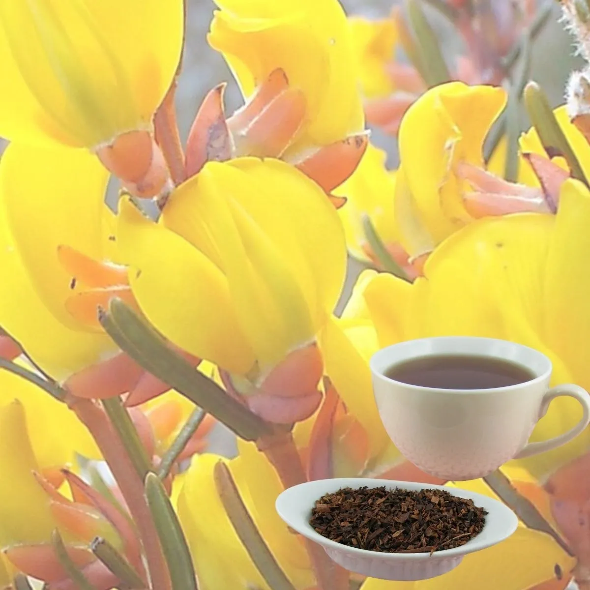 Mangiferin Tea?
