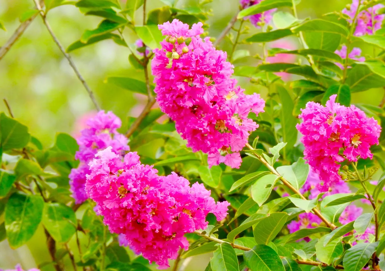 Medicinal Flower Power!