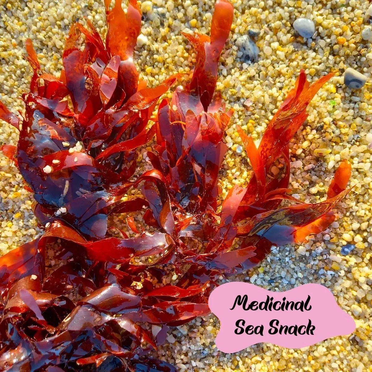 Medicinal Sea Snack