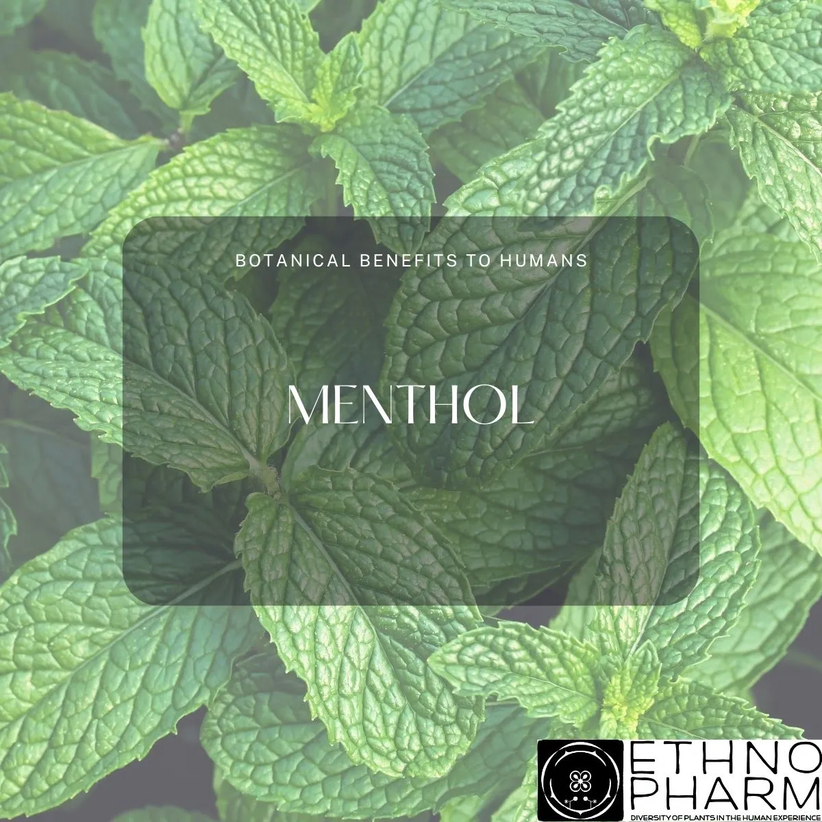 Menthol