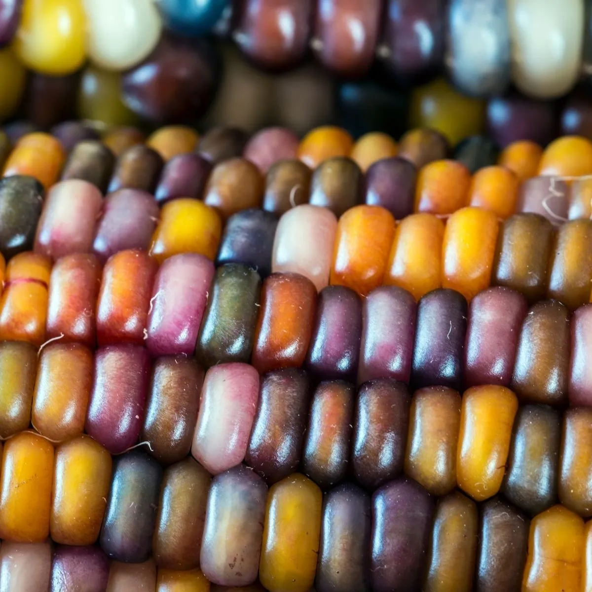 Mourning Real Corn