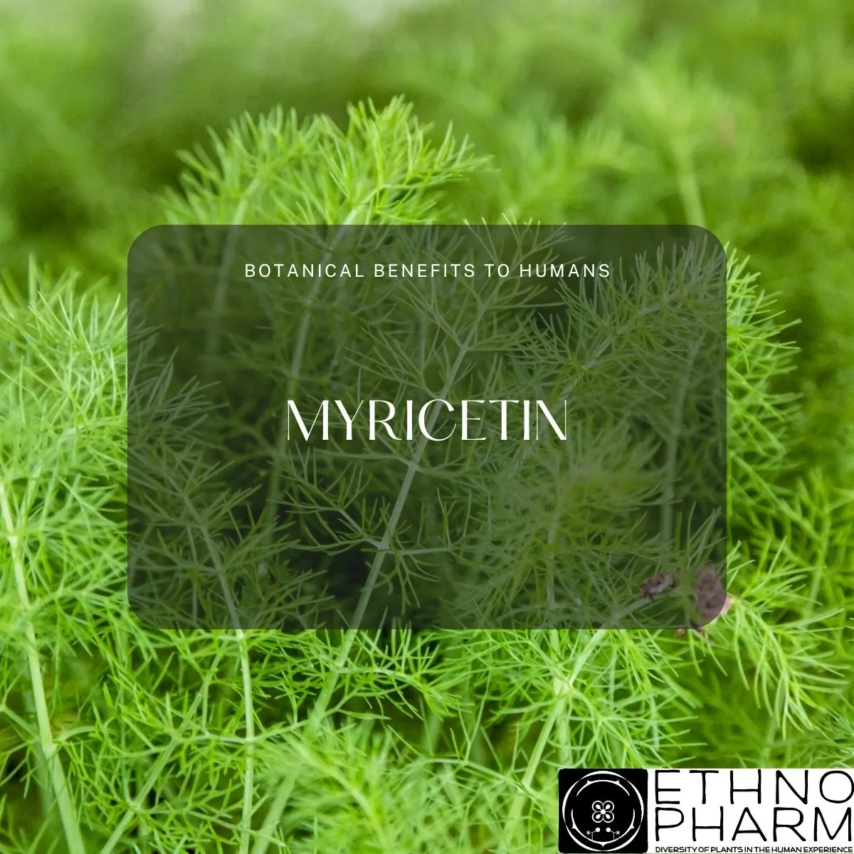 Myricetin-Important Bioactive From Plants!