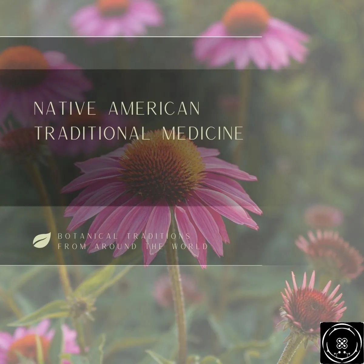 Native American Traditional Medicine
