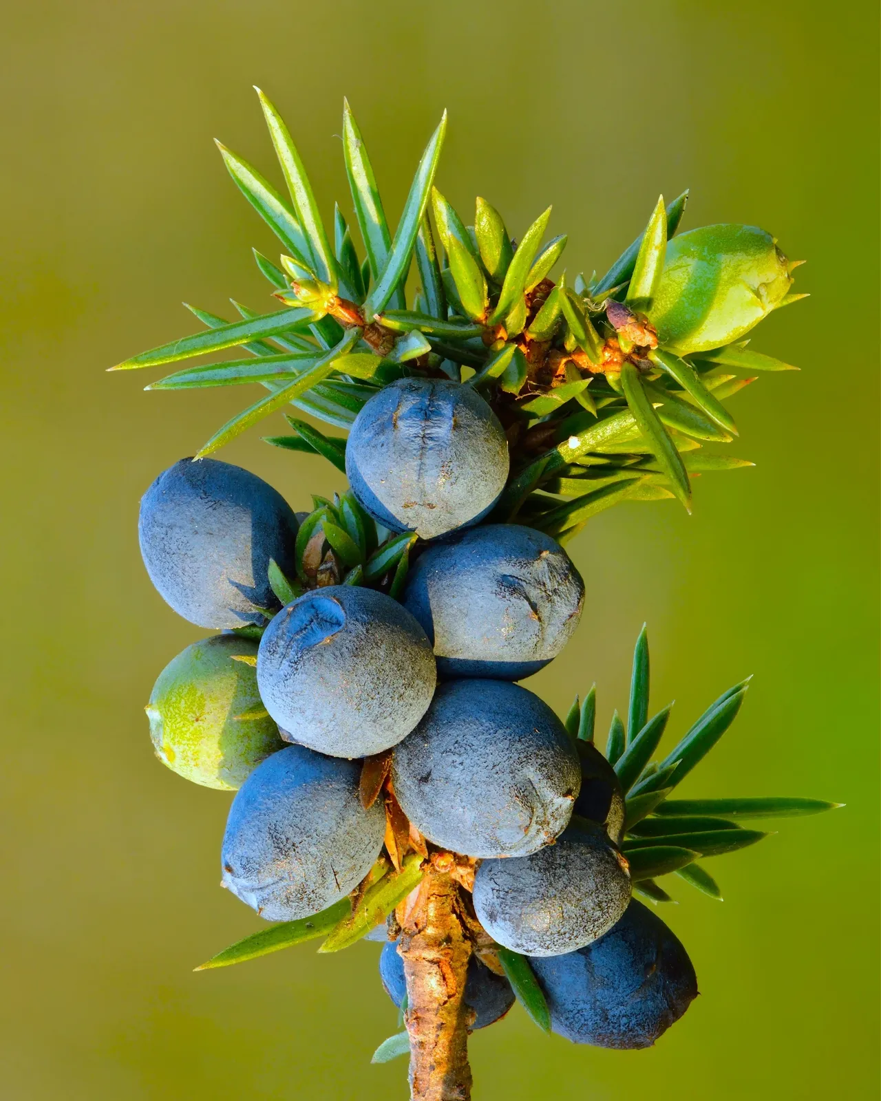 No Juniper, No Gin.