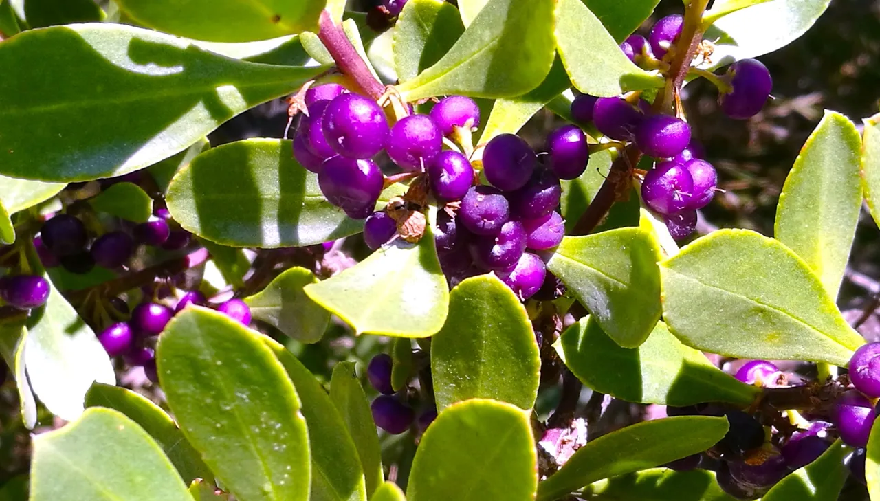 Not Blueberries, but Boobialla Berries!