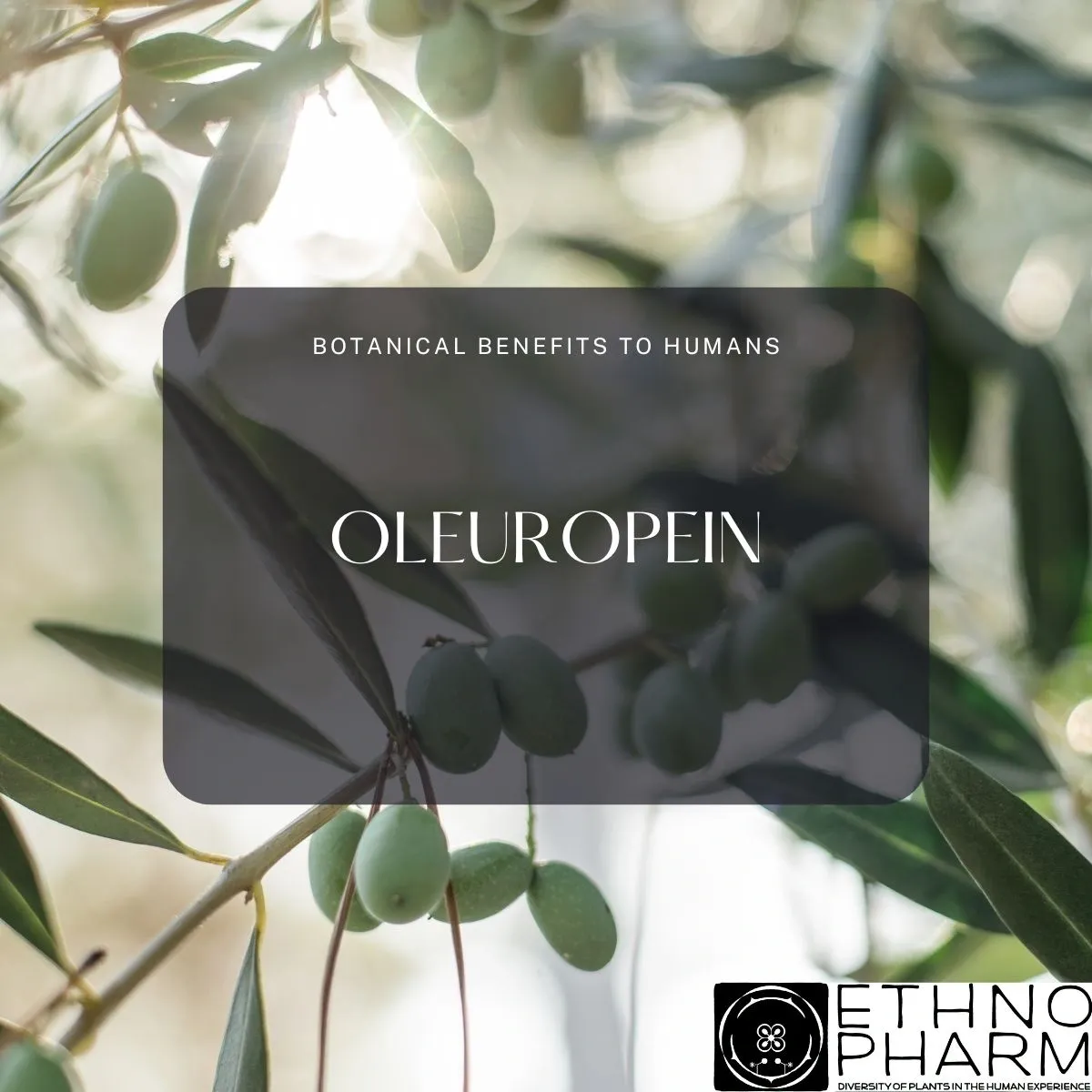 Oleuropein-Important Bioactive From Plants!