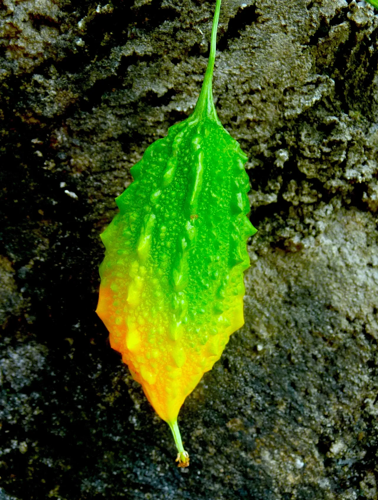 Plant Insulin