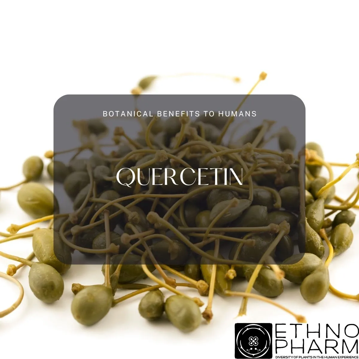 Quercetin-Important Bioactive From Plants!