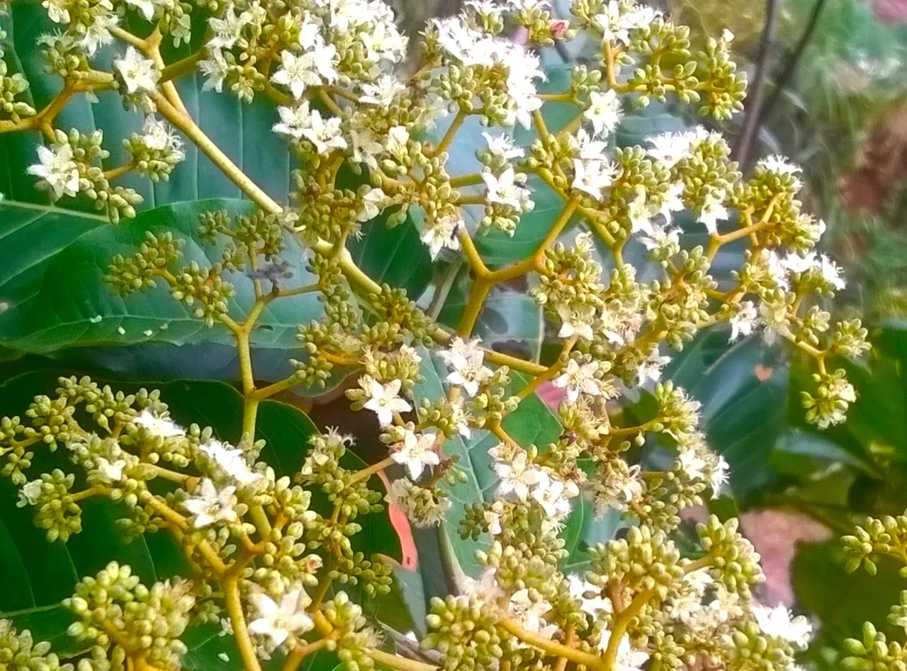 Retinol-Like Malagasy Native