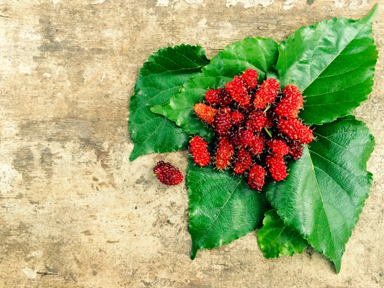 Silk Food