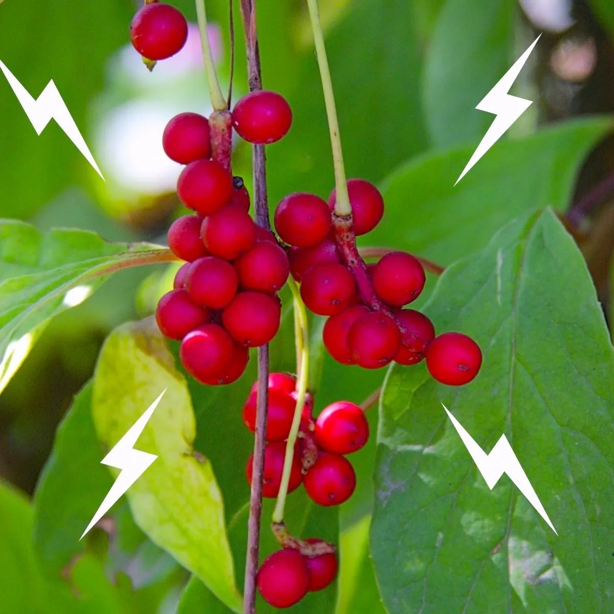 Stress Berries!