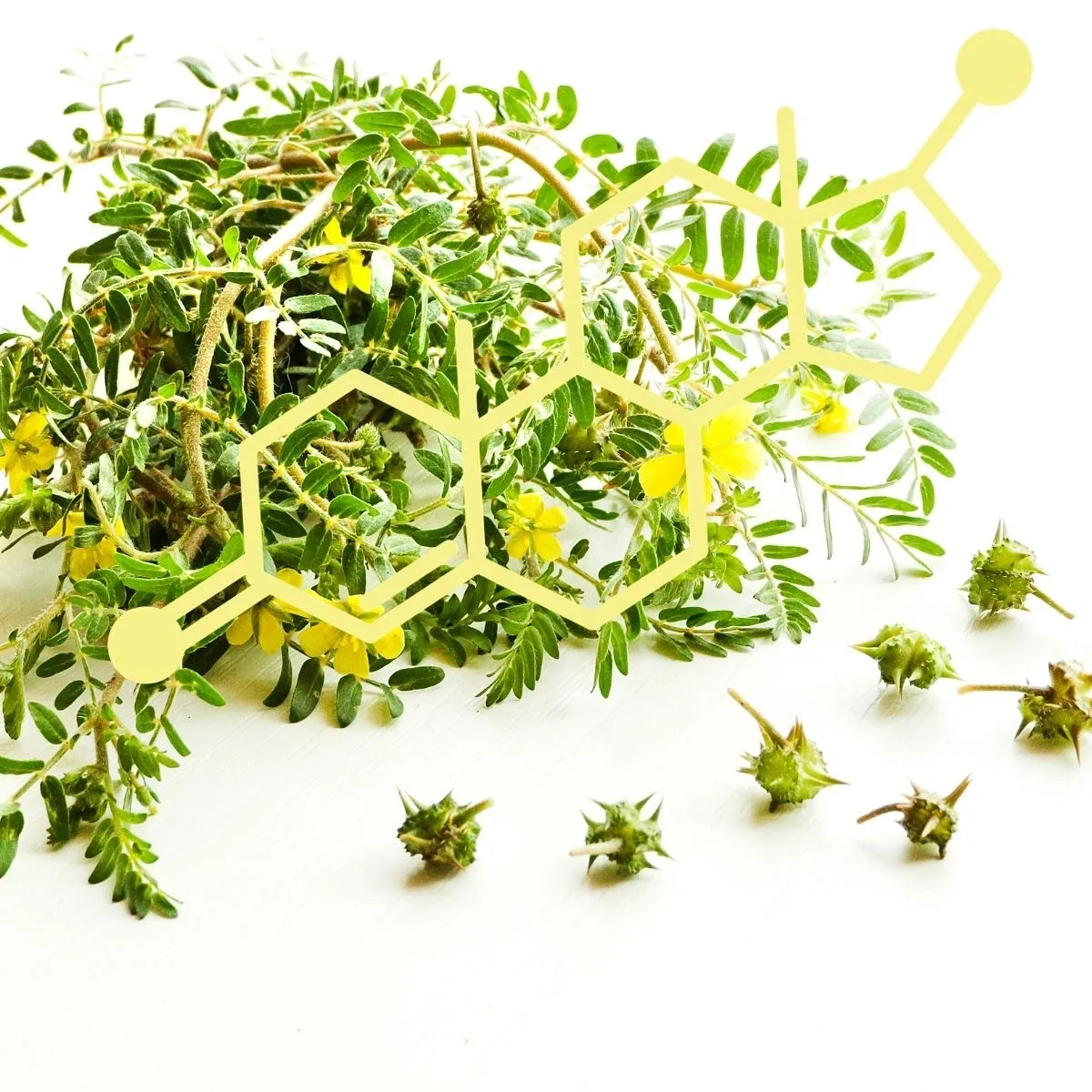 Testosterone Taming Tribulus