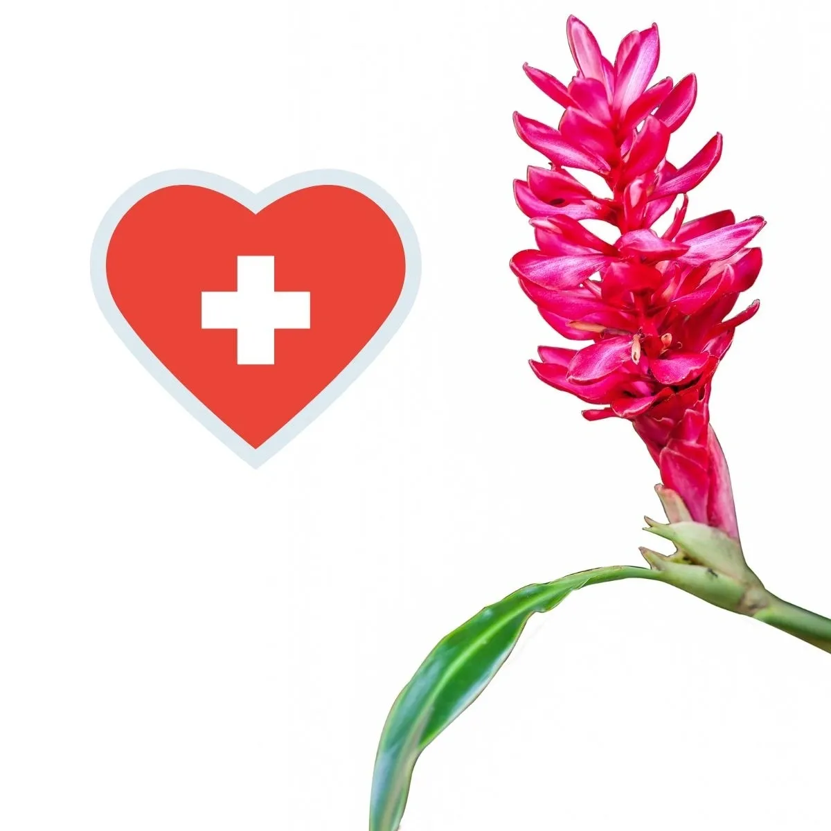 The Apothecary Cut Flower