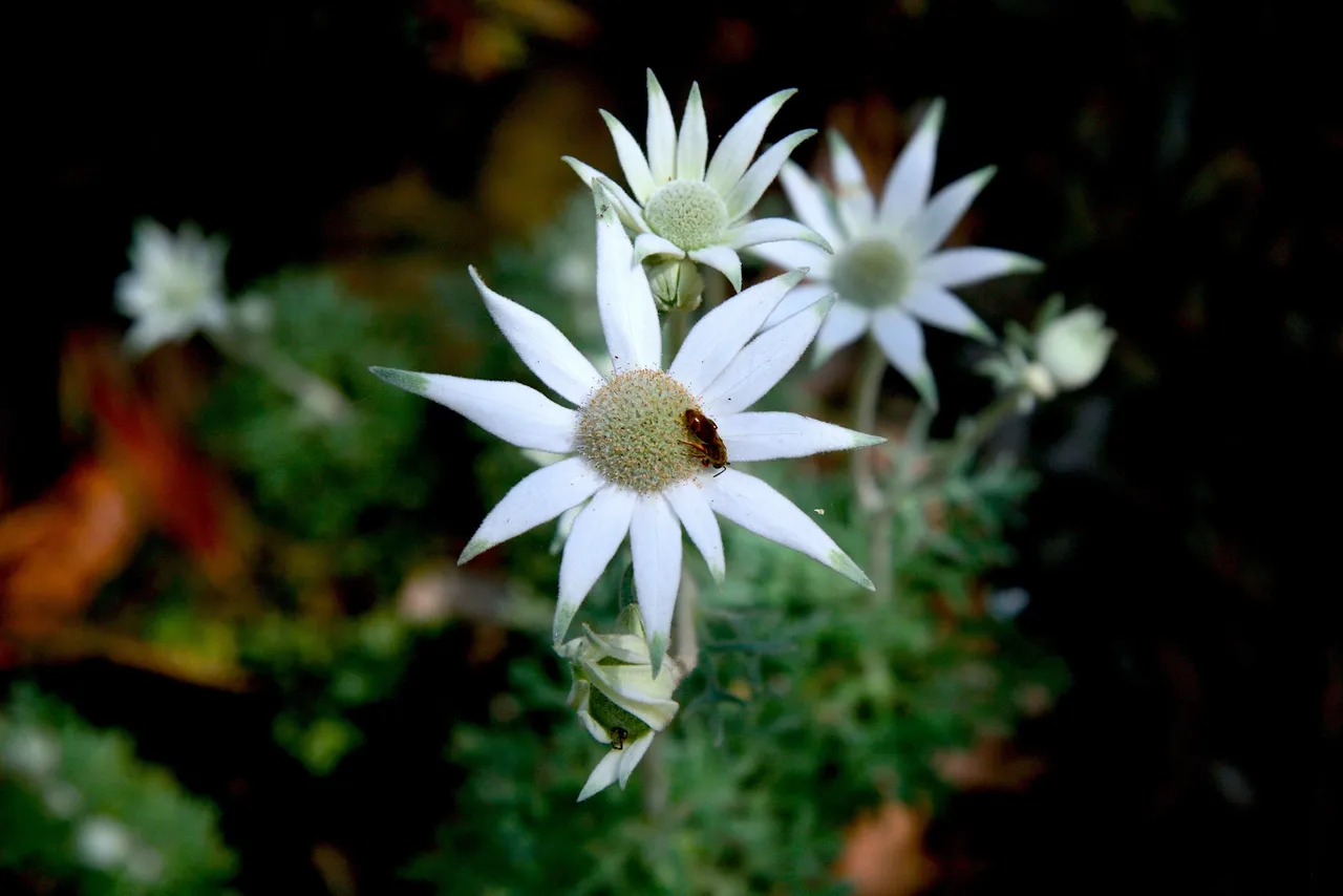 The Climate Change Flower