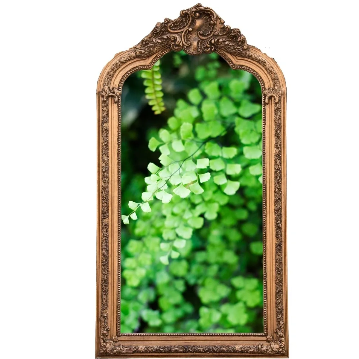 The Fairest Fern