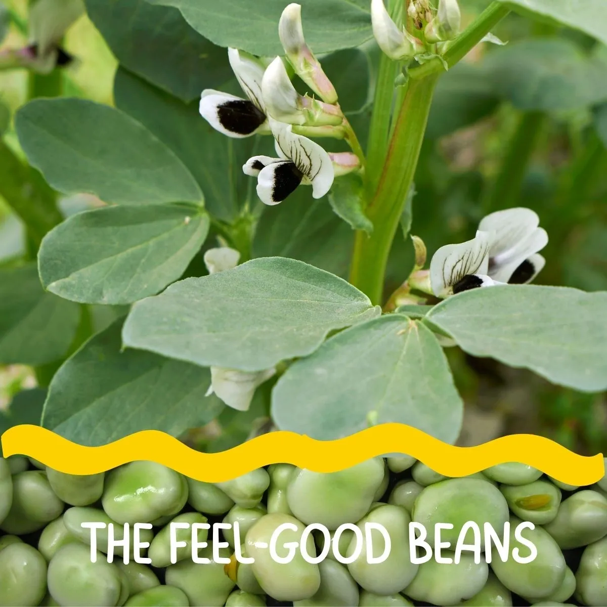 The Feel-Good Beans