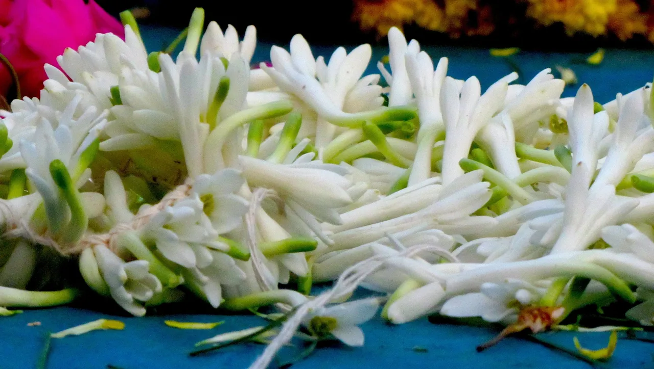 The Flower of Adornment, Addiction and Anxiety