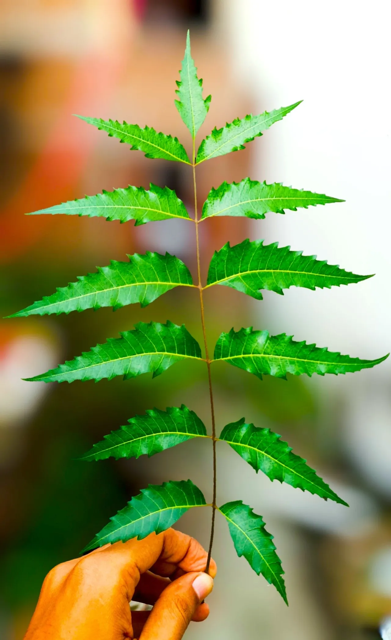 The Free Tree of India