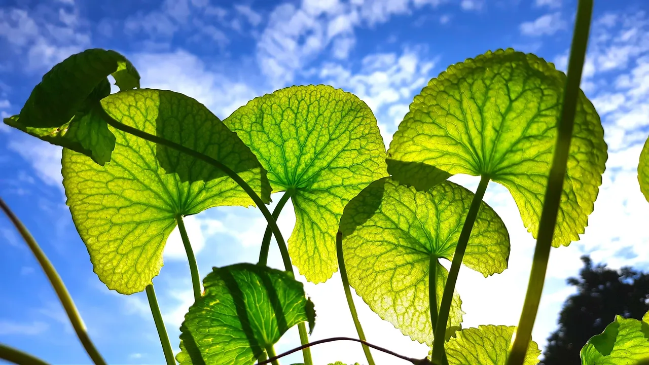 The God-Like Herb