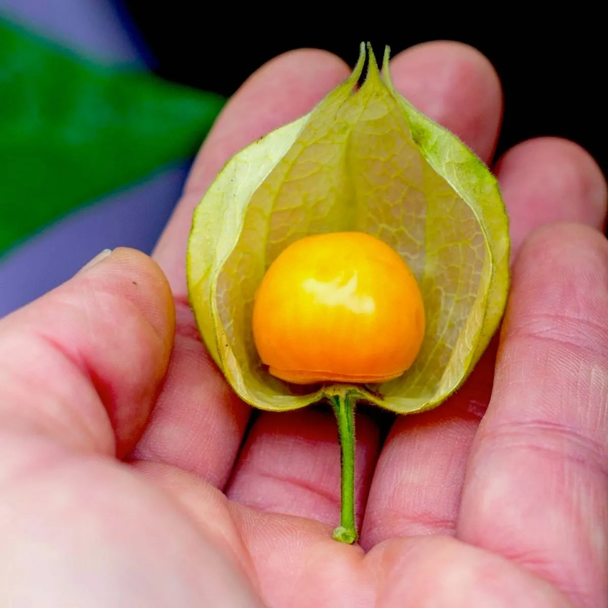 The Golden Husky Sweet-Tart Fruit